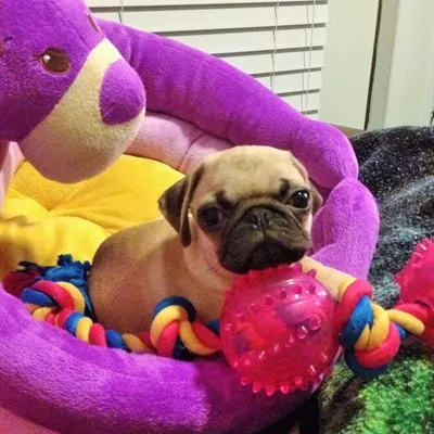 A Pet Lover's Sitting Service Logo