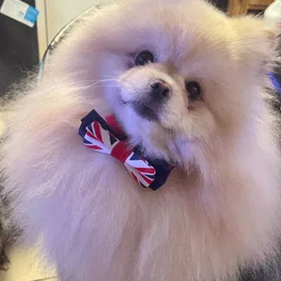 Cherokee Pomeranian  Logo