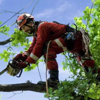 Jeovani's Tree Service Logo